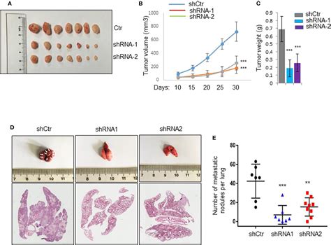 Frontiers Interleukin Receptor α Is Required for Basal Like Breast