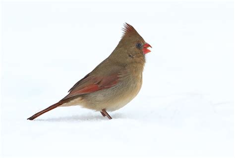 Ms Cardinal On White A Female Northern Cardinal On Snow Gary