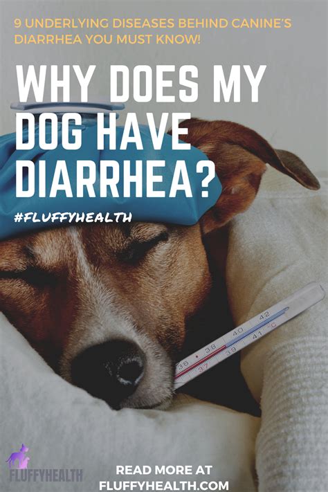 Have a question about the snuggle puppy behavioral aid pet anxiety solution or other products? Why Does My Dog Have Diarrhea? 9 Underlying Diseases ...