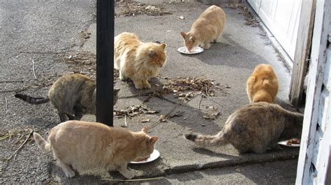 I feed a large feral cat colony every day. Chicago Feral Cat Files: What is a "Cat Colony?"
