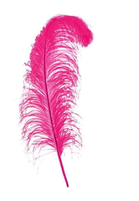 Pink Feather Meaning And Symbolism Color Meanings