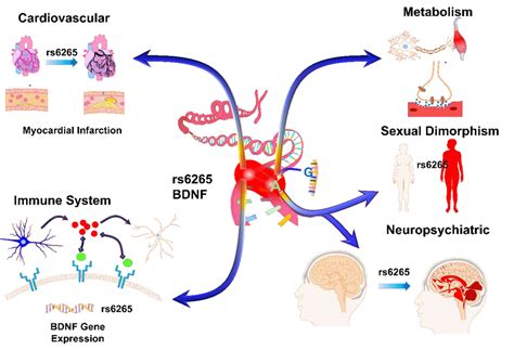 Schematic Showing Effects Of The Brain Derived Neurotrophic Factor