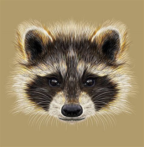 Royalty Free Raccoon Clip Art Vector Images And Illustrations Istock