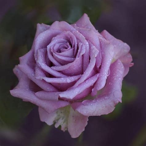 Hybrid Tea Rose Rosa Cool Water Netherlands Lavender Roses Purple