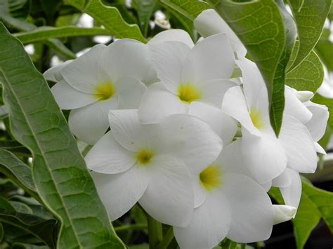 Miniature roses are produced on shrubs that never grow larger than 36 inches in height. Flowering bush on St Thomas | Flowering bushes, Beautiful ...