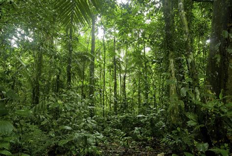 Tropical Forests Absorb More Co2 Than Previously Believed