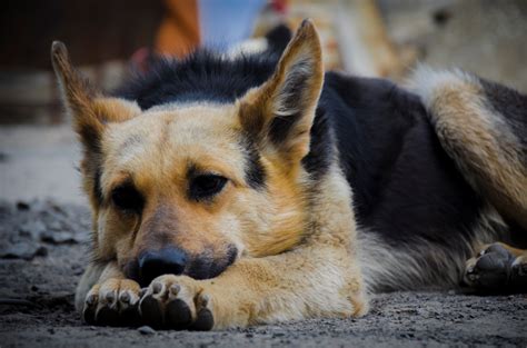If you're looking for the best german shepherd wallpaper then wallpapertag is the place to be. High Resolution Wallpapers german shepherd wallpaper ...