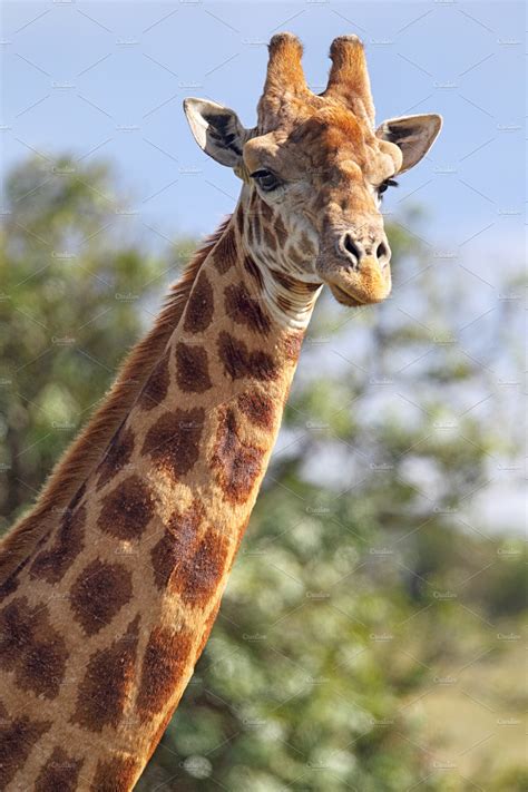 Giraffe Giraffa Camelopardalis High Quality Animal Stock Photos