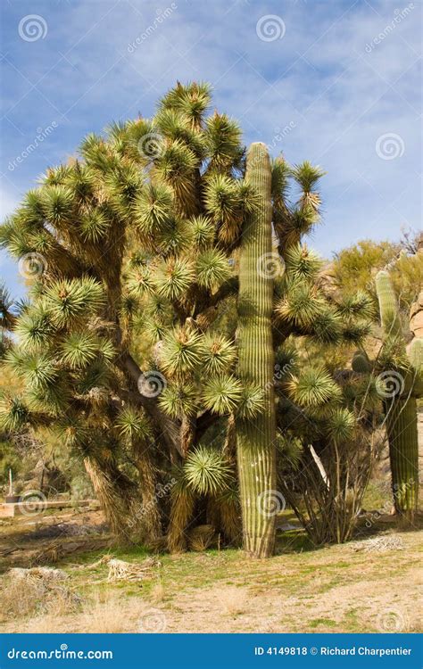 Joshua Tree And Saguaro Cactus Stock Photo Image Of Joshua Close