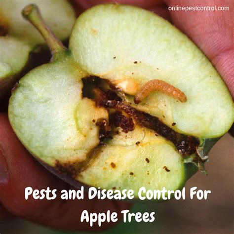 Pests And Disease Control For Apple Trees Online Pest Control