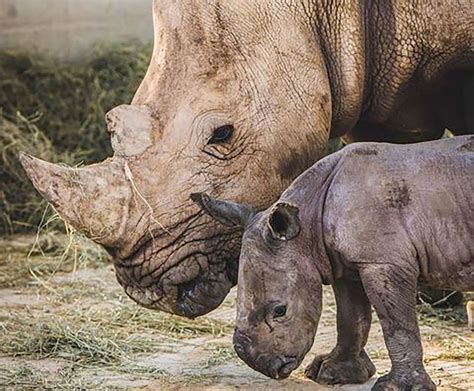 Birth Of Rare Rhino In Sharjah Offers New Hope For At Risk Species