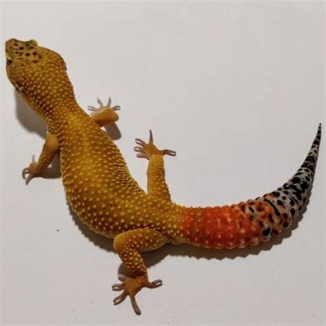 Do Leopard Geckos Make Good Pets Buy And Sell