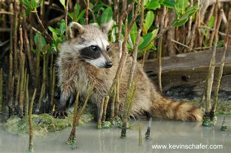 Cozumel Or Pygmy Raccoon Procyon Pygmaeus Carnivoros