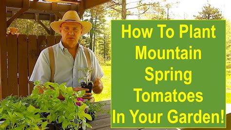 How To Plant Mountain Spring Tomatoes In Your Garden Youtube