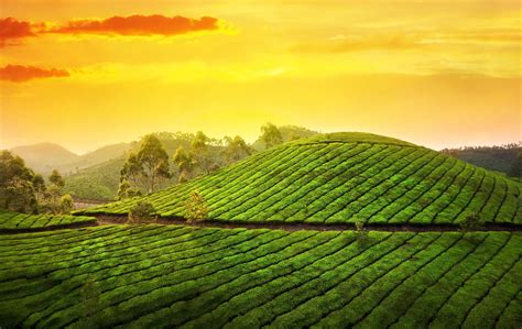 Browse 3,988 kerala landscape stock photos and images available, or start a new search to explore more stock photos and images. Download wallpaper munnar, kerala, india, munnar, kerala ...