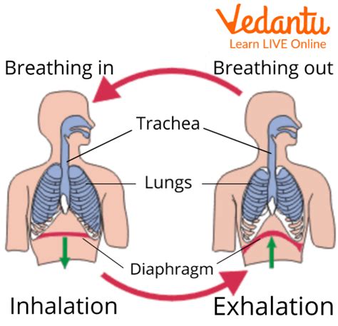 Facts About The Lungs Breathing Facts Dk Find Out Fun