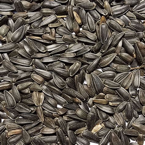 Black Oil Sunflower Seed Bluebonnet Feeds