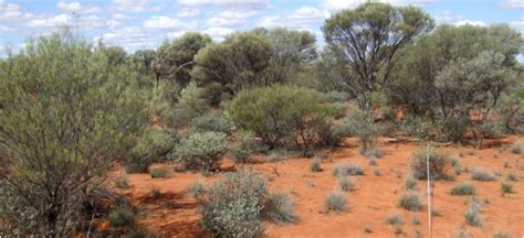 Introduction To Pastures In The Southern Rangelands Of Western