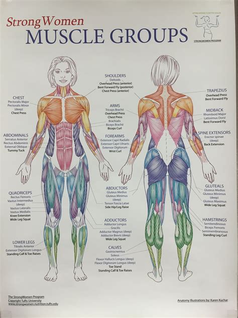 Back Muscle Diagram Female The Superficial Back Muscles Attachments