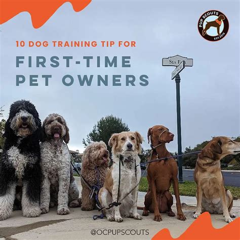 10 Dog Obedience Training Tips For Pet Owners Oc Pup Scouts