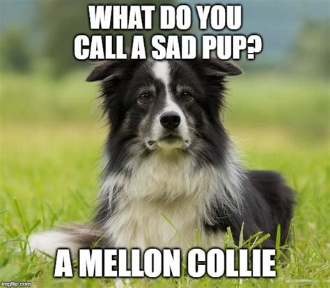 Border collie meme | collie, border collie, bearded collie. Border Collie Meme | Dog puns, Border collie dog, Herding dogs breeds