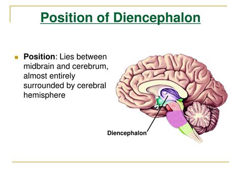 Ppt The Diencephalon Powerpoint Presentation Free Download Id5744759