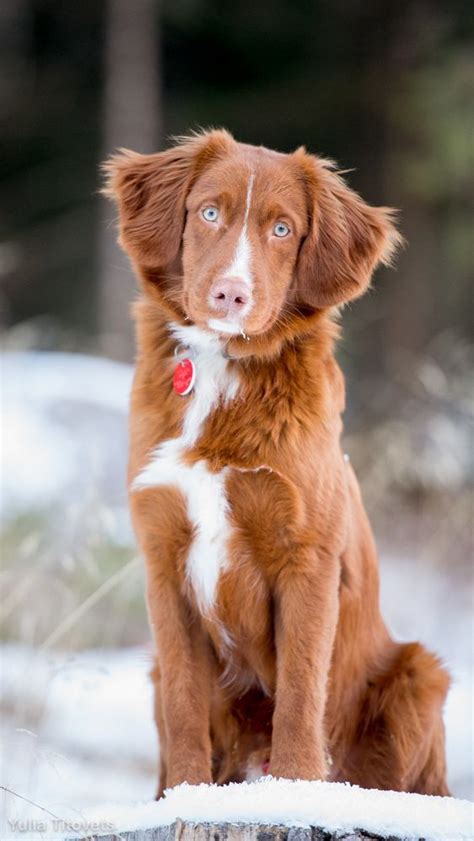 Find free puppies near me, adopt a puppy, buy puppies direct from kennel breeders and puppy owners in angola. Nova Scotia Duck Tolling Retriever Puppies For Sale Uk Price