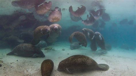 300 Manatees Shut Down Florida Hot Spring For Slow Gentle Sea Cow Rager