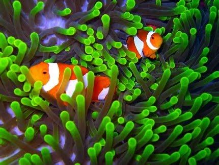 Komensalisme karna ikan badut diuntungkan sedangkan anemon lautnya tidak ada untung dan rugi. Tourism: Wakatobi Tourism Objects