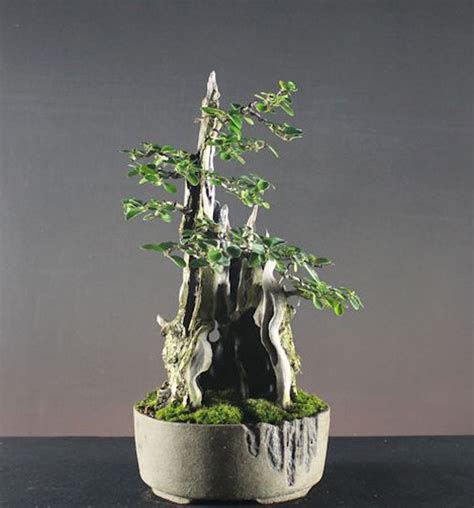 Specific bonsai care guidelines for the privet (ligustrum) placement: Not So Common Privet Bonsai | Bonsai Bark