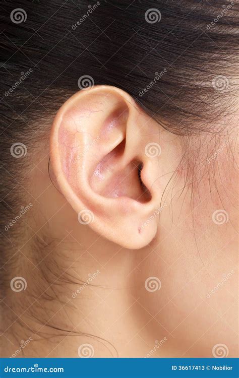 Female Ear Stock Image Image Of Cartilage Deaf Attention 36617413