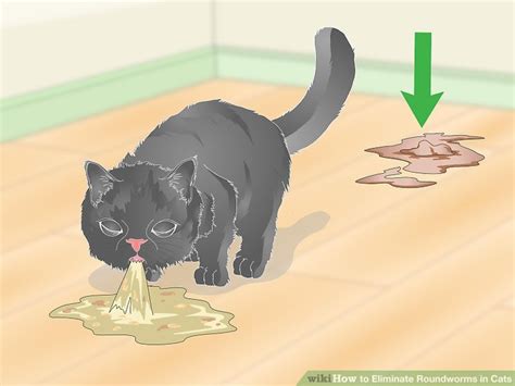 Roundworms in cats are common intestinal parasites that can be treated, but the best course of action is regular preventative medicine to keep your cat healthy. How Do You Know If Your Cat Has Roundworms - CatWalls