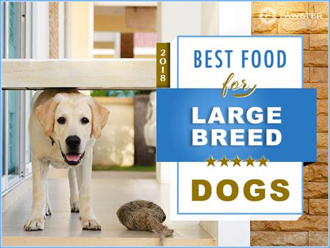 This diet comes in two flavors, chicken and salmon. 7 Best Foods to Feed a Large Breed Dog