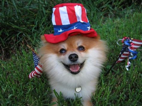 Independence Day Special Cutest Pictures Of Patriotic Animals