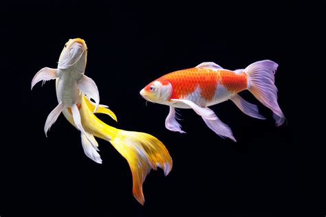 Items Which You Need To Expect When Acquiring Koi Fish New Brand