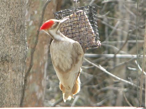 Leucistic Pileated Woodpecker 1 Leucistic Pileated Woodpec Flickr