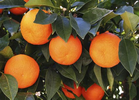Oranger Planter Et Entretenir Ooreka