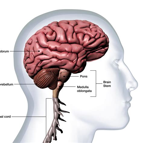 Head Neck Brain Spine Anatomy