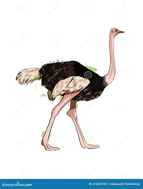 Ostrich Pen And Ink Drawing Royalty Free Illustration 15150852