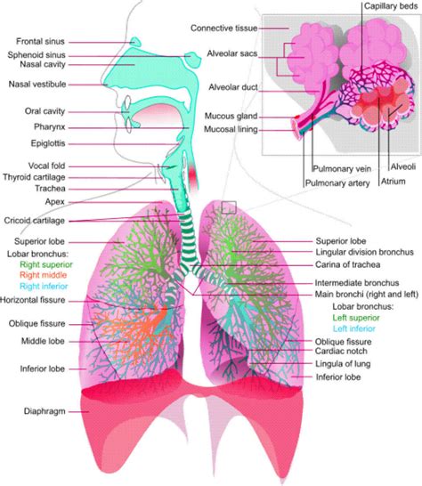 Respiratory System Diagram Charts
