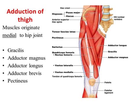 Quadriceps Femoris Overview Stretching How To Relief Quadriceps