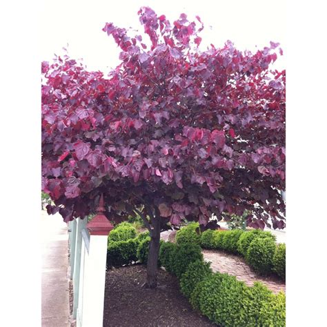 330mm Forest Pansy Cercis Canadensis Bunnings Warehouse