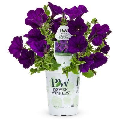 We did not find results for: PROVEN WINNERS Supertunia Royal Velvet (Petunia) Live ...