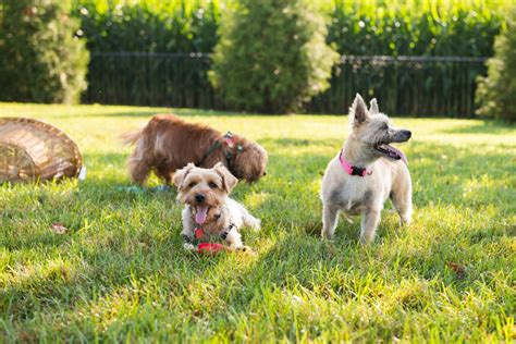 The Pets We Love Willow Valley Communities Pet Friendly Lifestyle