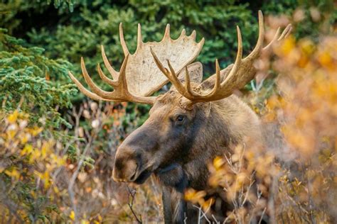 Manitoba Wildlife Federation Applauds New Provincial Moose Regulations