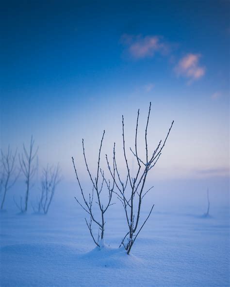 A Lone Tree In The Middle Of A Snowy Field Photo Free Järveküla Image