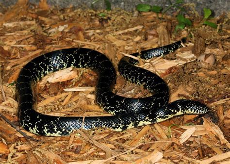 Black Kingsnake Reptiles Of Alabama · Inaturalist