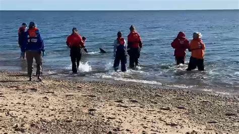Stranded Dolphin Rescued On Cape Cod Beach Necn