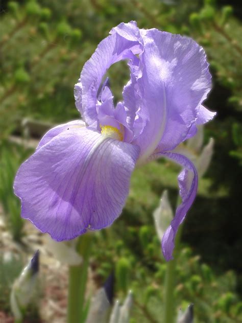 The Iris Flower Plant A Complete Guide Gardenify