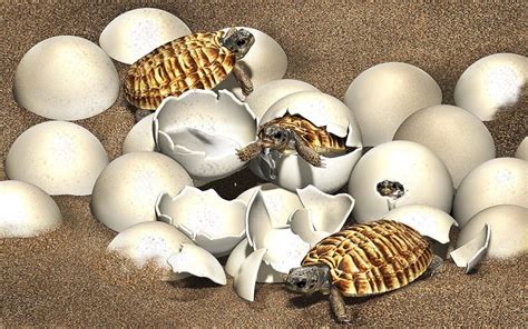 Des chercheurs découvrent un œuf de tortue fossilisé datant du Crétacé